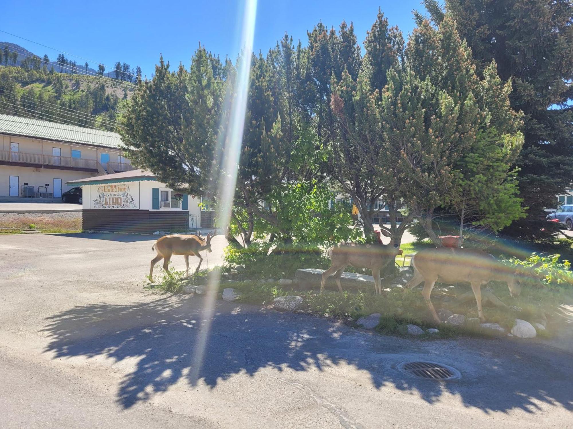 Lido Motel Radium Hot Springs Bagian luar foto